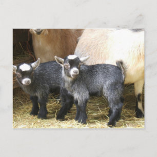 Carte Postale Pygmy Kids