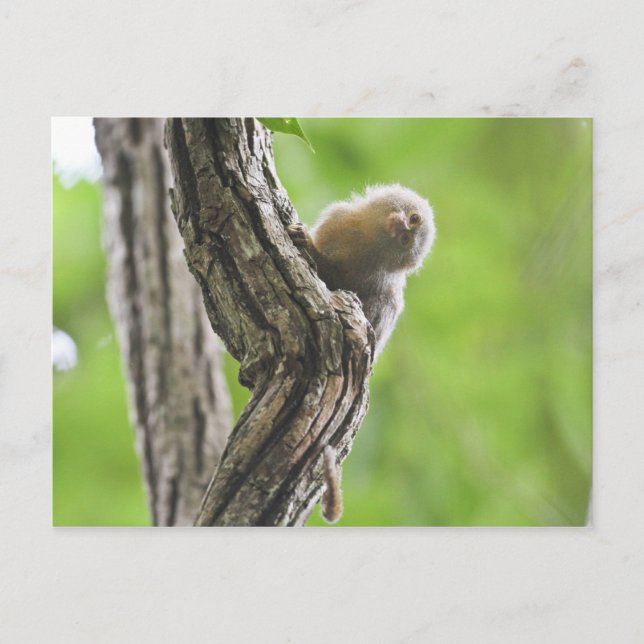 Carte Postale Pygmy Marmoset (Devant)