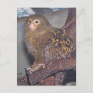 Carte Postale Pygmy Marmoset Portrait