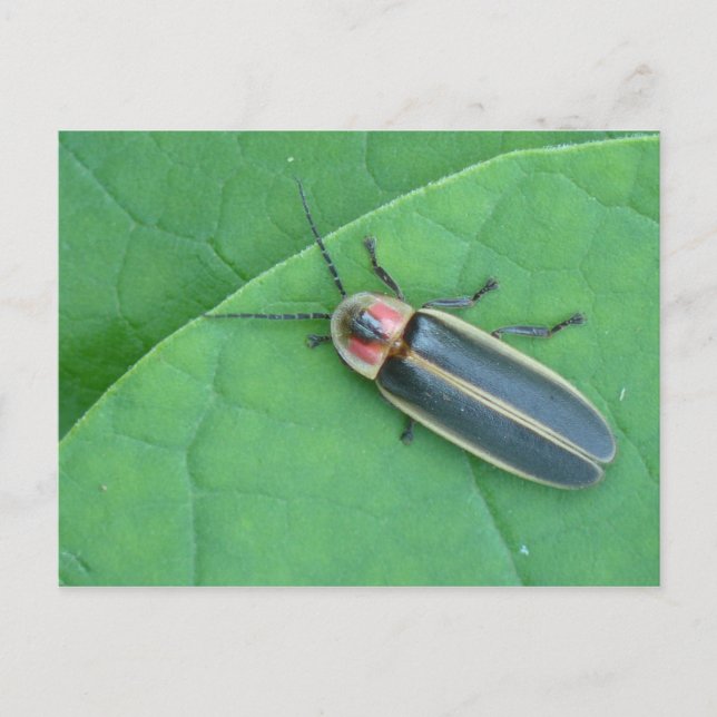 Carte postale Pyralis Firefly. (Devant)