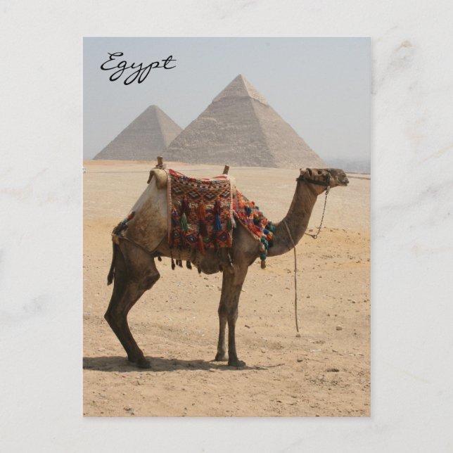 Carte Postale pyramide de spectacle de chameaux (Devant)