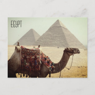 Carte Postale pyramide des chameaux egypte