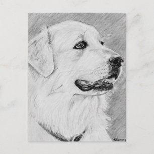 Carte Postale PyreneanMountainDog.jpg