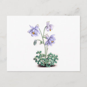 Carte Postale Pyrénées Columbine - Aquilegia pyrenaica