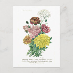Carte Postale Pyréthrum sinense (Chrysanthème)