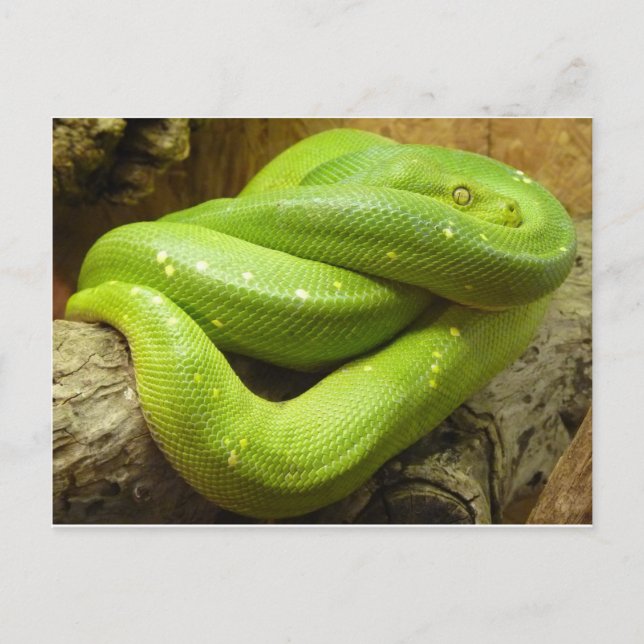 Carte Postale Python à arbre vert (Devant)