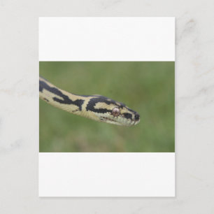 Carte Postale Python australien