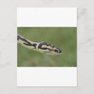 Carte Postale Python australien
