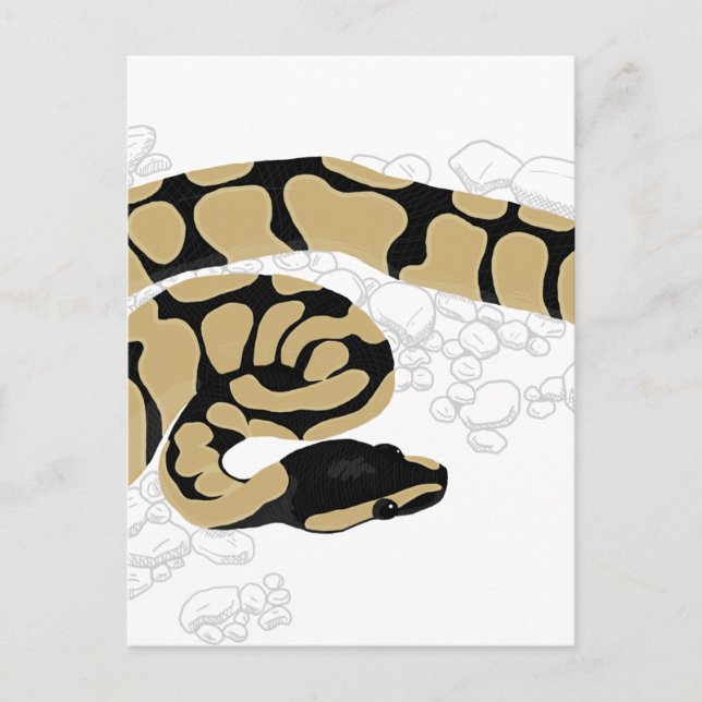 Carte Postale Python boule serpent (Devant)