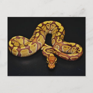 Carte Postale Python Brown et Gold Ball