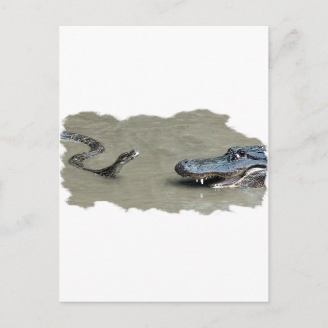 Carte Postale Python contre Alligator (Devant)