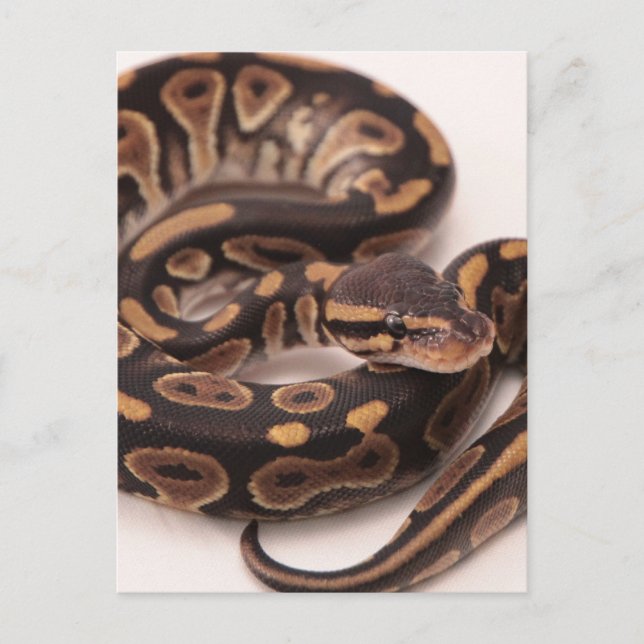 Carte Postale Python noir et jaune (Devant)