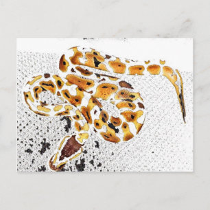 Carte Postale Python royal