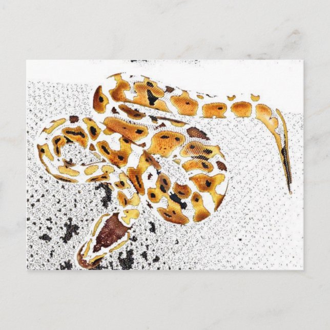 Carte Postale Python royal (Devant)
