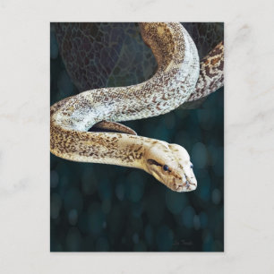 Carte Postale Python Snake