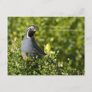Carte Postale Quail de Californie