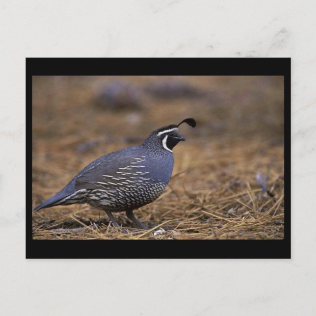 Carte Postale Quail de Californie (Devant)