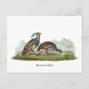 Carte Postale Quail de montagne, John Audubon