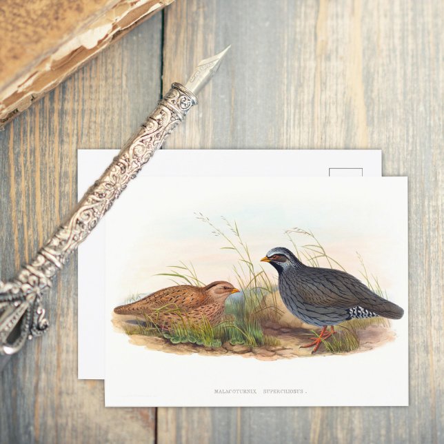 Carte Postale Quail de montagne - Oiseaux (Créateur téléchargé)