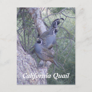 Carte postale Quail en Californie