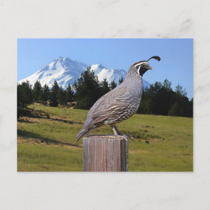 CARTE POSTALE QUAIL ON DREAM POINT