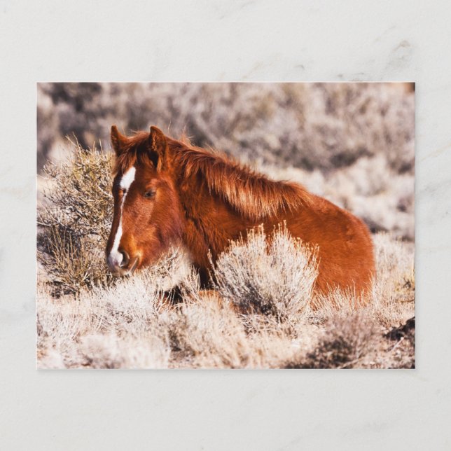 Carte Postale Quarante Winks (Devant)