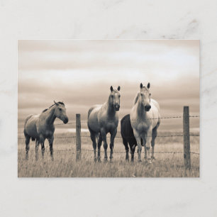 Carte Postale Quart De Chevaux Sur Les Prairies Canadiennes
