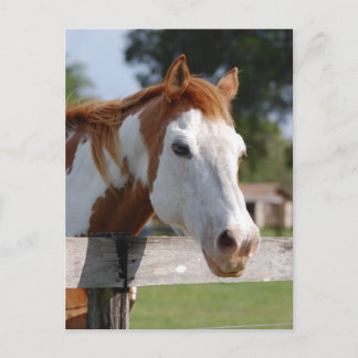 Carte Postale Quarterhorse