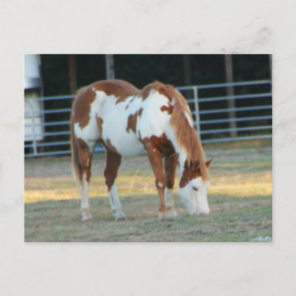 Carte Postale Quarterhorse 3
