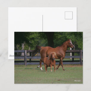 Carte Postale Quartier Cheval et Miniature ensemble