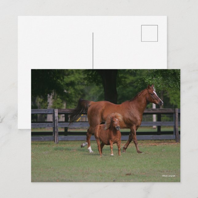 Carte Postale Quartier Cheval et Miniature ensemble (Devant / Derrière)