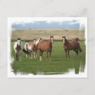 Carte postale Quartier Horse Herd