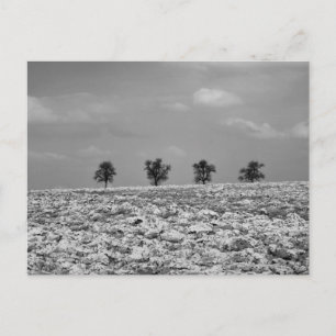 Carte Postale Quatre arbres, Campagne, Champs / BW Photographie