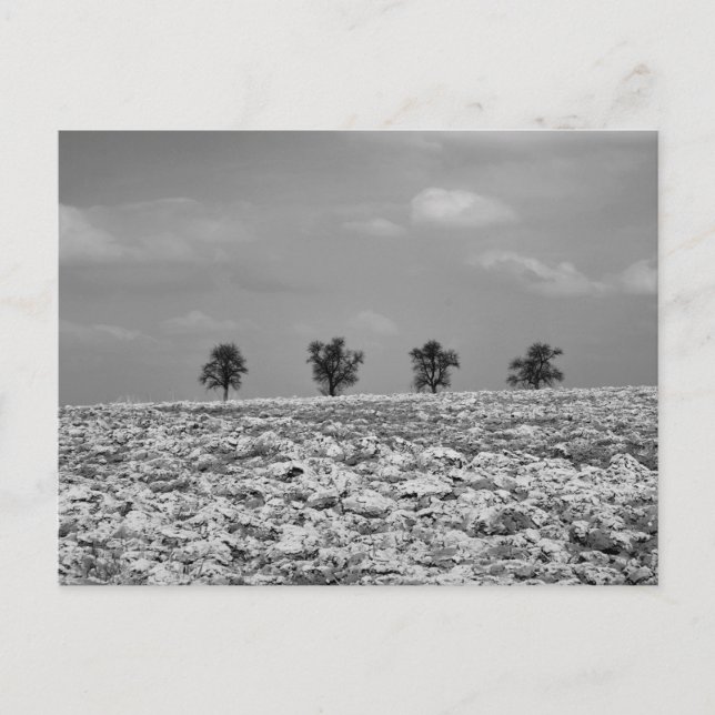 Carte Postale Quatre Arbres, Campagne, Champs / Photographie en  (Devant)