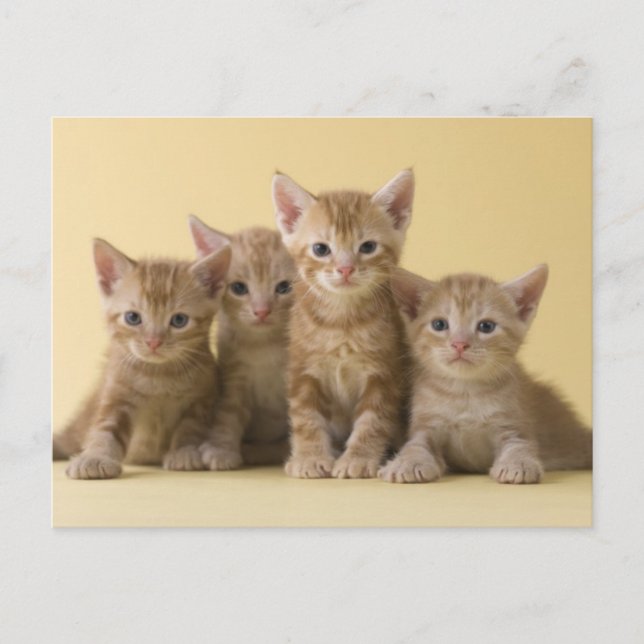 Carte Postale Quatre chatons à air court américains (Devant)