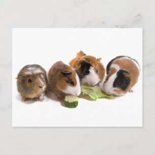 Carte Postale quatre cobayes qui mangent,