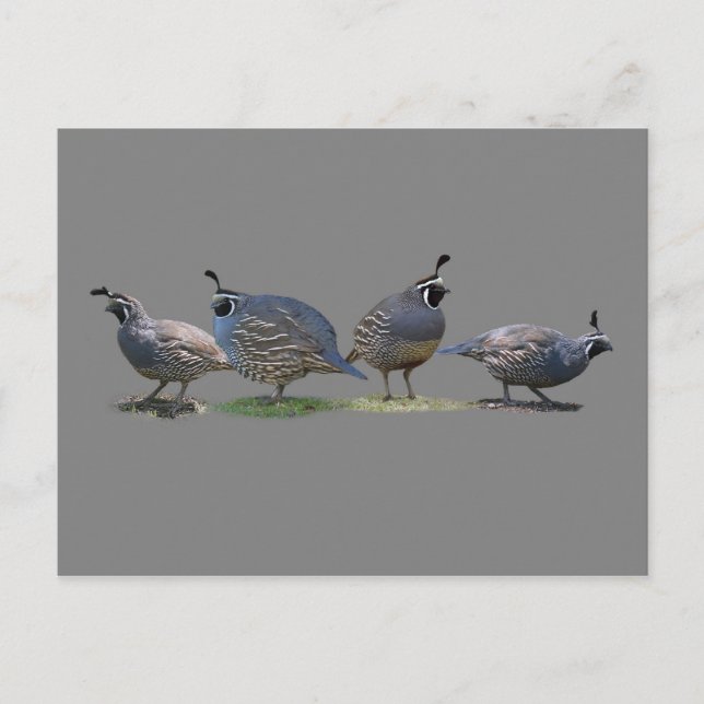 CARTE POSTALE QUATRE COURRIER (Devant)