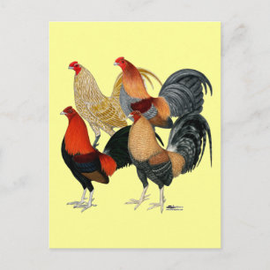 Carte Postale Quatre Gamecocks