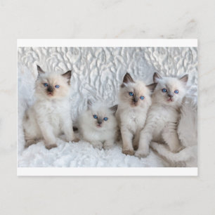 Carte Postale Quatre jeunes chats Ragdoll assis en rang
