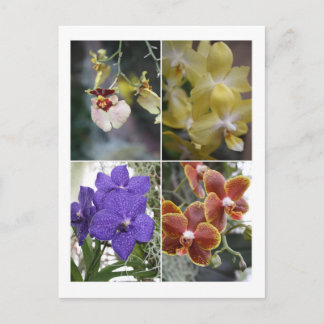 Carte Postale Quatre Orchidées