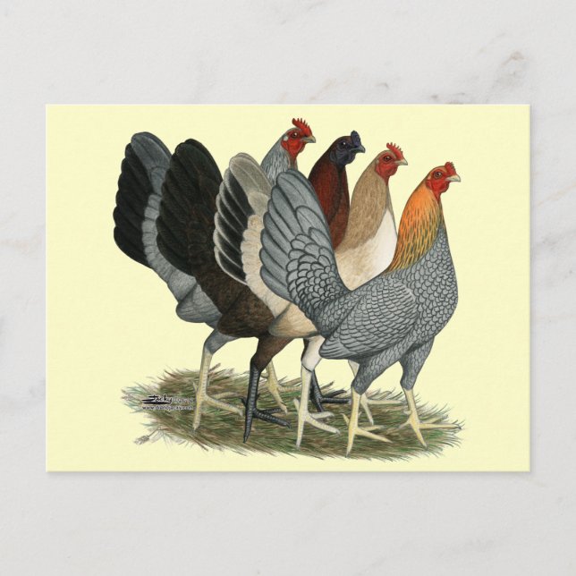 Carte Postale Quatre poules de Gamefowl (Devant)