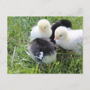 Carte Postale Quatre poussins de poulet noir et jaune
