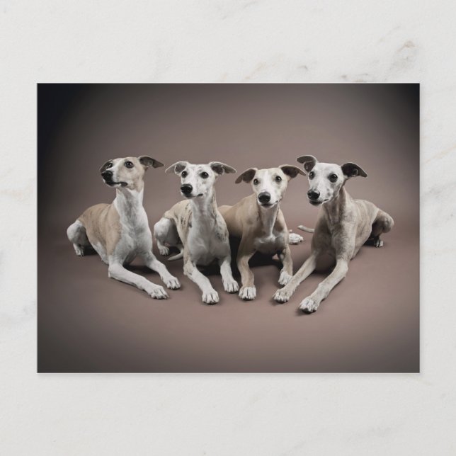 Carte Postale Quatre whippets (Devant)
