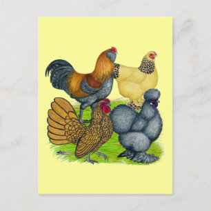 Carte Postale Quatuor Bantam