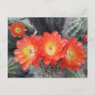 Carte Postale Quatuor Cactus