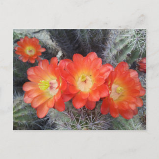 Carte Postale Quatuor Cactus