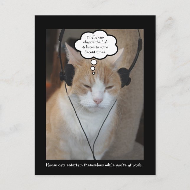 Carte Postale Que font les chats maison toute la journée ? (Devant)