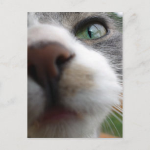 Carte Postale Que regardes-tu ? Chat