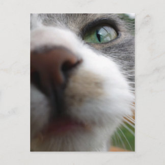 Carte Postale Que regardes-tu ? Chat