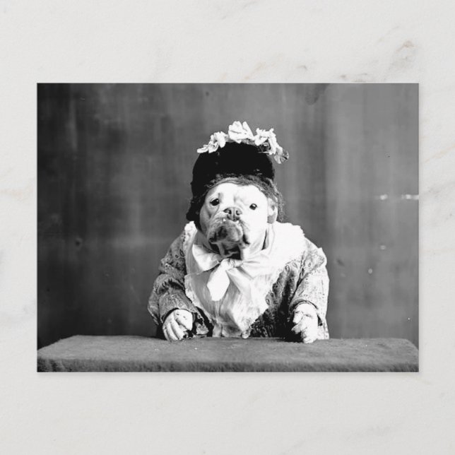 Carte postale Queen Bulldog (Devant)